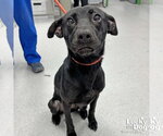 Small Labrador Retriever Mix