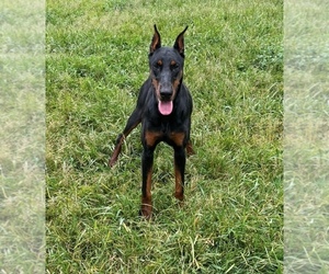 Medium Doberman Pinscher