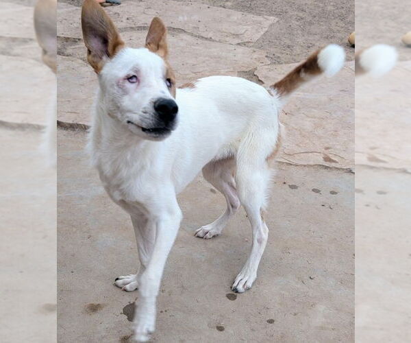 Medium Photo #1 Red Heeler-Unknown Mix Puppy For Sale in Pena Blanca, NM, USA
