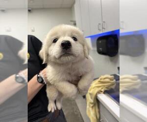 Great Pyrenees-Unknown Mix Dogs for adoption in Rosenberg, TX, USA