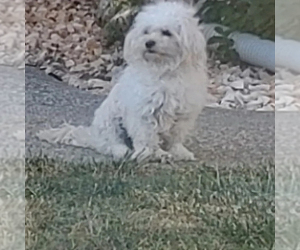 Medium Photo #1 Maltipoo Puppy For Sale in VALLEJO, CA, USA
