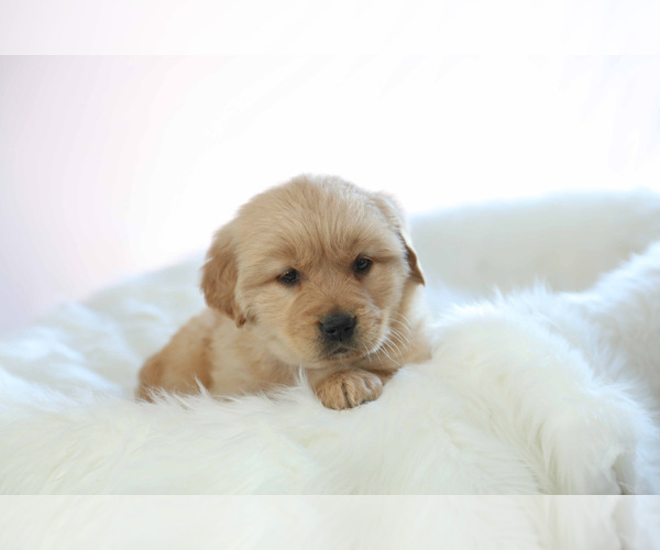 Medium Photo #2 Golden Retriever Puppy For Sale in MEMPHIS, MO, USA