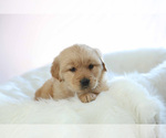 Small Photo #2 Golden Retriever Puppy For Sale in MEMPHIS, MO, USA