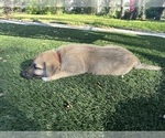 Small Photo #3 German Shepherd Dog-Great Dane Mix Puppy For Sale in SARASOTA, FL, USA