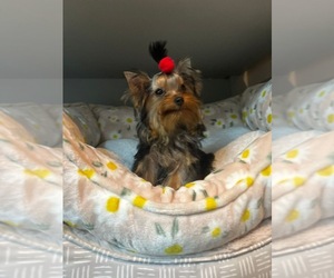 Yorkshire Terrier Puppy for Sale in LAKE WORTH, Florida USA