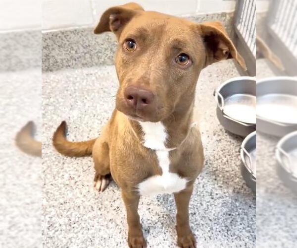 Medium Photo #2 American Pit Bull Terrier-Carolina Dog Mix Puppy For Sale in Houston, TX, USA