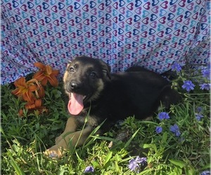 German Shepherd Dog Puppy for sale in RIGA, MI, USA