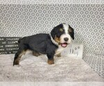Small Photo #26 Bernedoodle Puppy For Sale in COLORADO SPRINGS, CO, USA