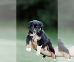 Small #4 Australian Shepherd