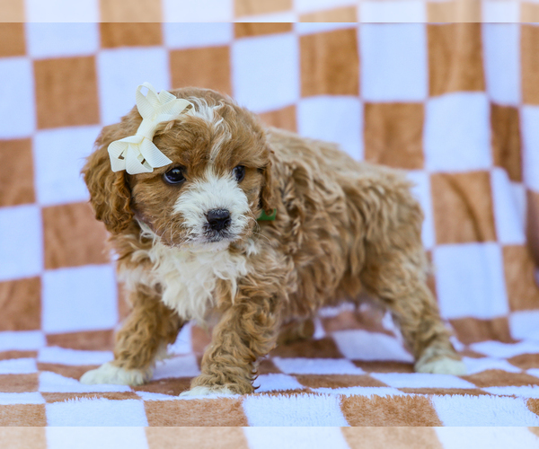 Medium Photo #3 Cavapoo (Miniature) Puppy For Sale in LIBERTY, KY, USA