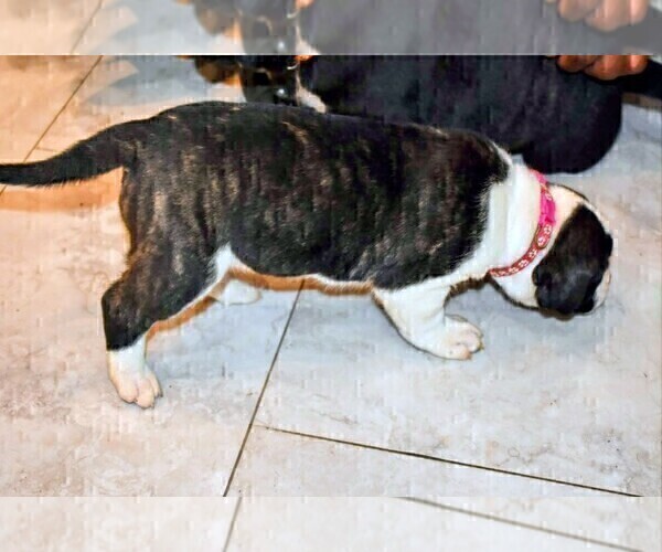 Medium Photo #47 Presa Canario Puppy For Sale in PHILADELPHIA, PA, USA