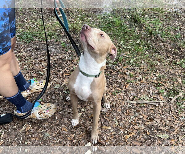 Medium Photo #1 Mutt Puppy For Sale in  Gainesville, FL, USA