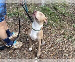 Mutt Dogs for adoption in Gainesville, FL, USA