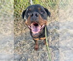Small #7 Rottweiler Mix