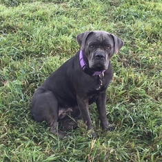 Mother of the Cane Corso puppies born on 02/12/2018