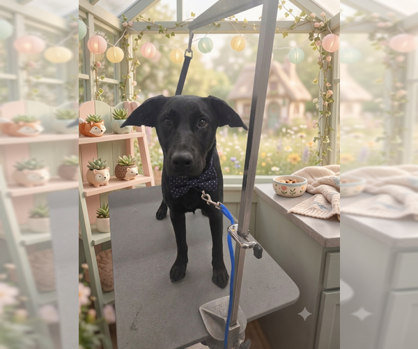 Medium Photo #1 Labrador Retriever-Unknown Mix Puppy For Sale in Sandy, UT, USA