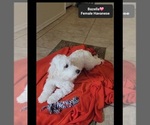 Small #2 Havanese
