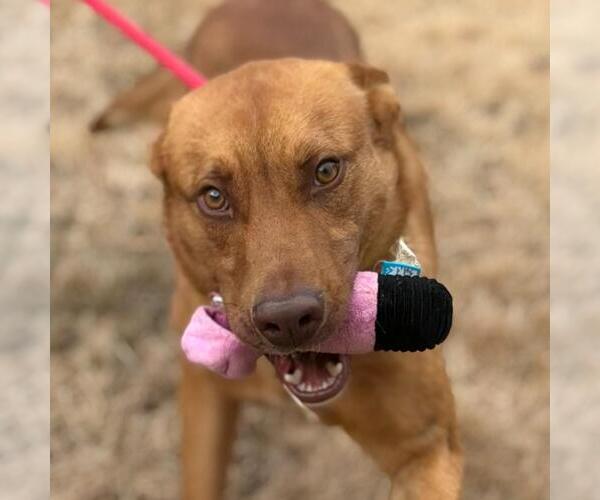 Medium Photo #4 Unknown-Vizsla Mix Puppy For Sale in Yardley, PA, USA