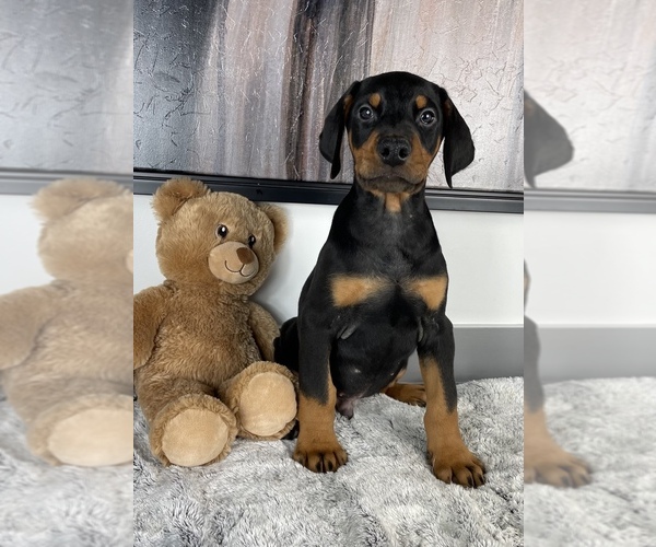 Medium Photo #5 Doberman Pinscher Puppy For Sale in FRANKLIN, IN, USA