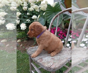 Medium Golden Retriever