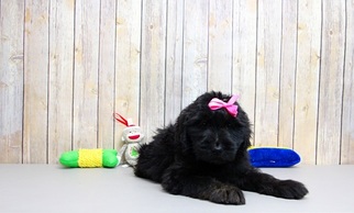 Labradoodle Puppy for sale in PORTSMOUTH, OH, USA
