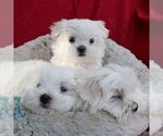 Small #1 Maltese