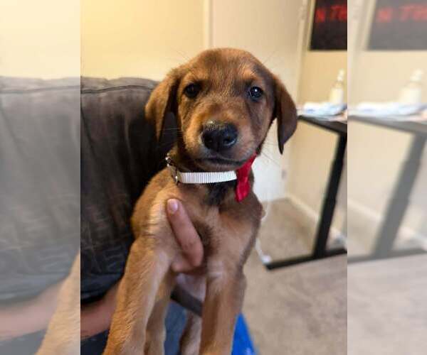 Medium Photo #2 Mutt Puppy For Sale in Imlay City, MI, USA