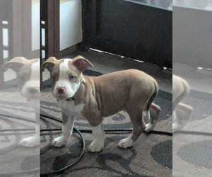 American Bully Puppy for sale in ORANGE PARK, FL, USA