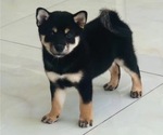 Small Photo #3 Shiba Inu Puppy For Sale in PASADENA, CA, USA