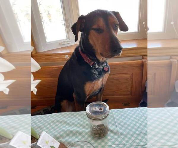 Medium Photo #5 Doberman Pinscher-Unknown Mix Puppy For Sale in Buffalo, MN, USA