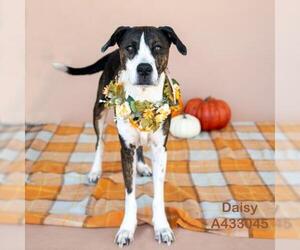 Bull Terrier Dogs for adoption in Conroe, TX, USA