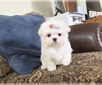Small Photo #15 Maltese Puppy For Sale in SANTA CLARITA, CA, USA