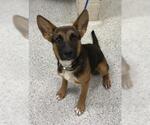 Small German Shepherd Dog