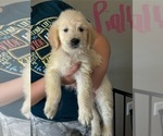 Puppy Ginger English Cream Golden Retriever-Goldendoodle Mix