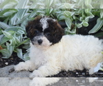 Small Bichpoo
