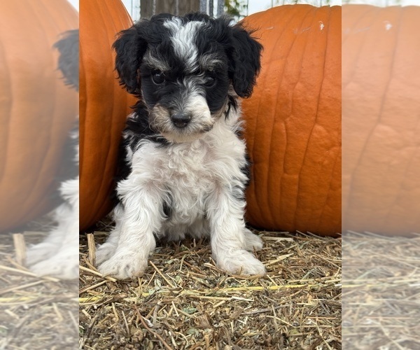 Medium Photo #1 Bernedoodle (Miniature) Puppy For Sale in LONGMONT, CO, USA