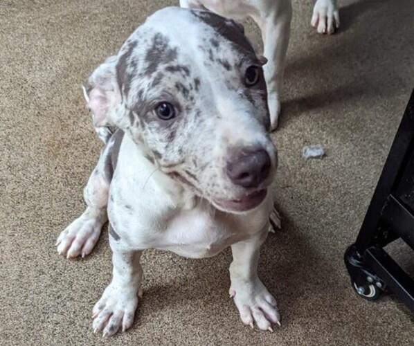 Medium Photo #4 American Bully Puppy For Sale in MILILANI, HI, USA