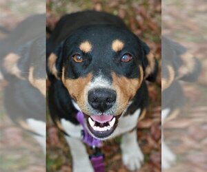 Doberman Pinscher-Greater Swiss Mountain Dog Mix Dogs for adoption in Attalka, AL, USA