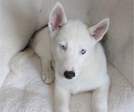 Puppy Kailani German Shepherd Dog-Siberian Husky Mix