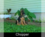 Small #1 German Shepherd Dog
