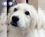 Small #2 Great Pyrenees