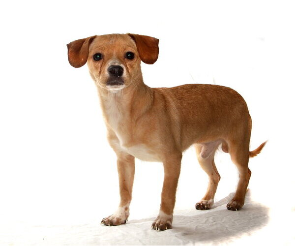 Medium Photo #2 Chihuahua Puppy For Sale in Oakland Park, FL, USA