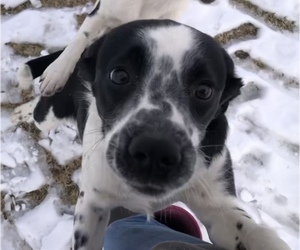 Dalmatian-Mutt Mix Dogs for adoption in COLDWATER, MI, USA