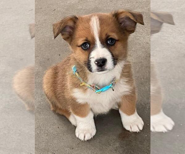 Medium Photo #1 Augi Puppy For Sale in BRIGGSDALE, CO, USA