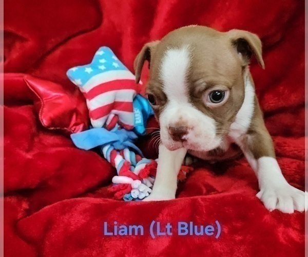 Medium Photo #5 Boston Terrier Puppy For Sale in SALINA, KS, USA
