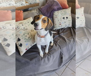 Beagle Dogs for adoption in Las Vegas, NV, USA