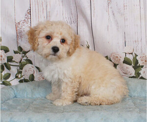 Bichpoo Puppy for sale in PENNS CREEK, PA, USA