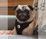 Small Pug