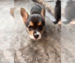 Puppy Moon Pembroke Welsh Corgi