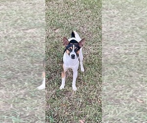 Father of the Rat Terrier puppies born on 06/26/2026